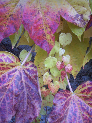 Feuilles de lierres sous l'automne